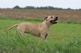 AMSTAFF ADULT 575